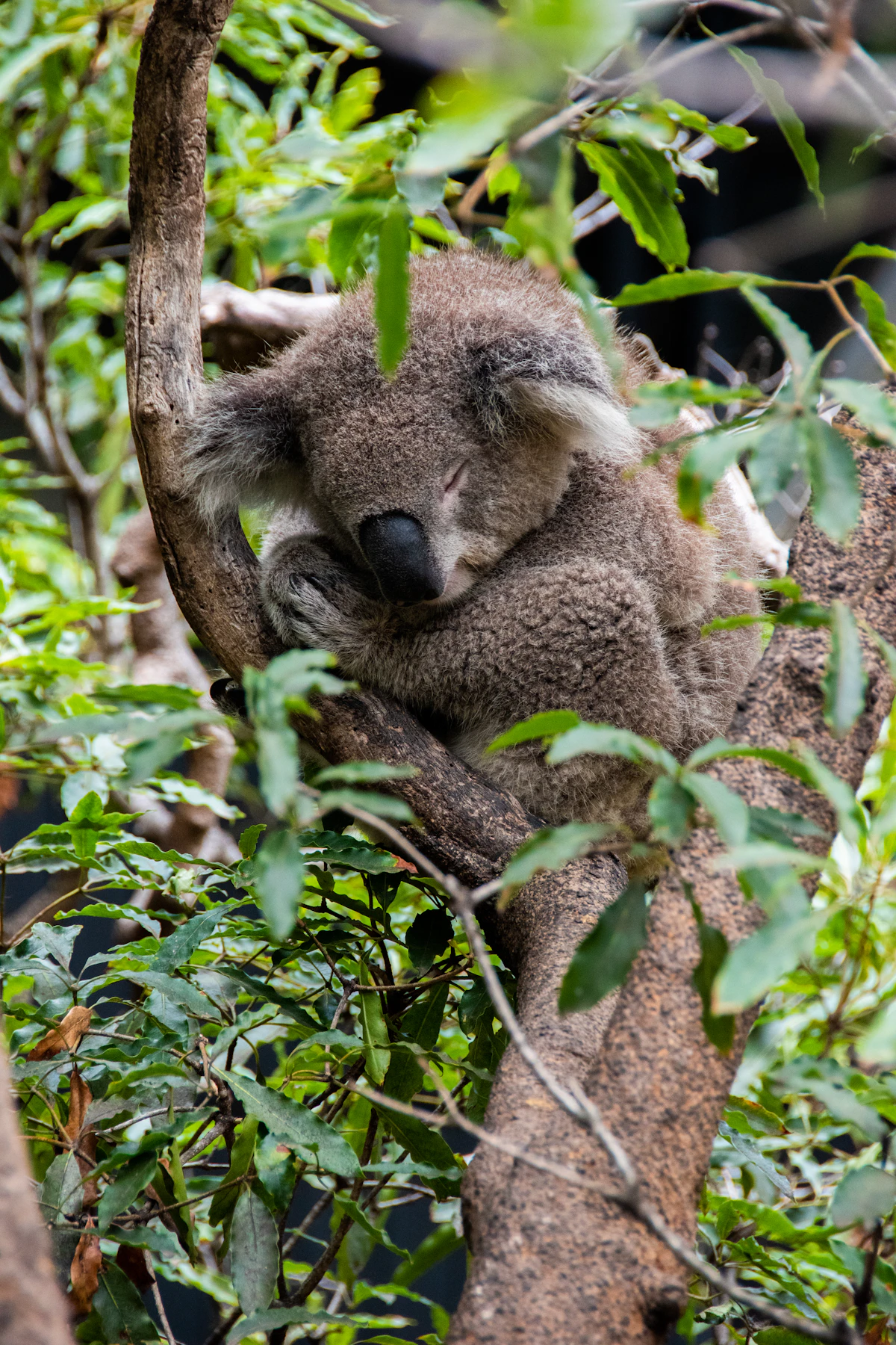 Koala wedged in the fork of a eucalypt branch