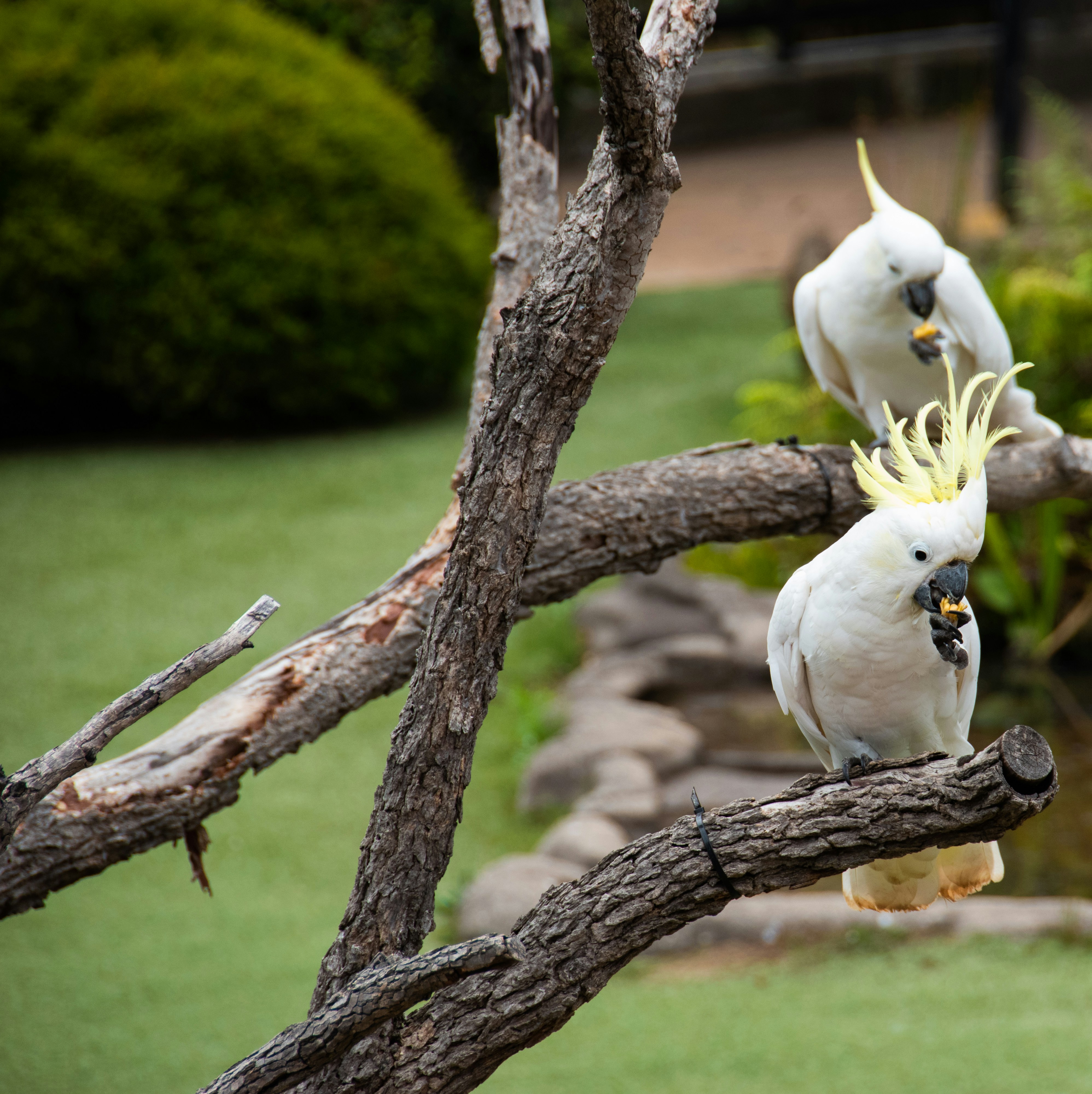 white bird on brown tree branch during daytime