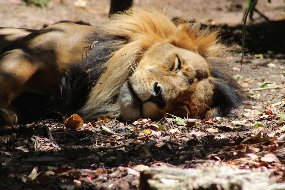 lion lying on ground covered with dried leaves