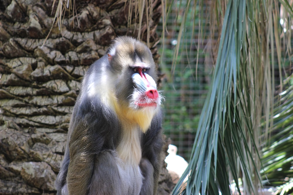 black and white monkey sitting on tree branch during daytime