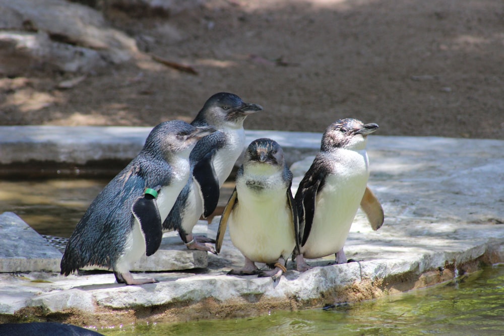 white and black penguin on brown rock