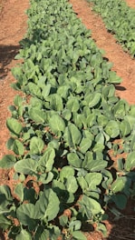 Close-up of healthy crops treated with protective agro chemicals under bright sunlight.