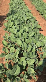 Rows of cassava plants growing in a sunny agricultural landscape.