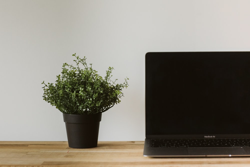black and gray laptop computer beside green potted plant