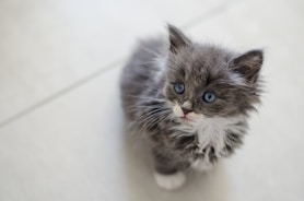 grey and white long fur cat on white ceramic floor tiles