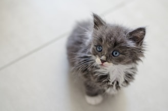 A playful Russian Blue kitten with striking green eyes sitting on a soft blanket.