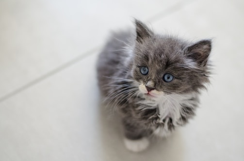 A fluffy gray kitten with striking blue eyes sits on a light-colored floor. The fur appears soft and slightly tousled, with a mix of gray and white tones. The kitten looks up with a curious expression.