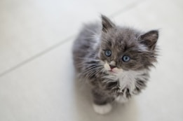 A fluffy gray kitten with striking blue eyes sits on a light-colored floor. The fur appears soft and slightly tousled, with a mix of gray and white tones. The kitten looks up with a curious expression.