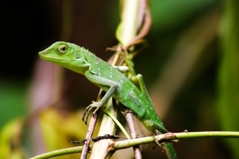 lézard vert sur une branche d’arbre brune pendant la journée