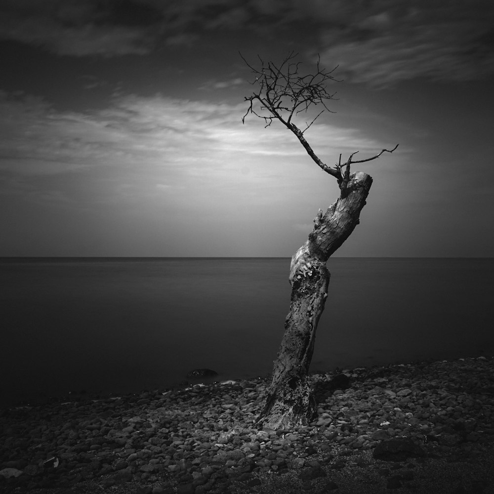 grayscale photo of bare tree