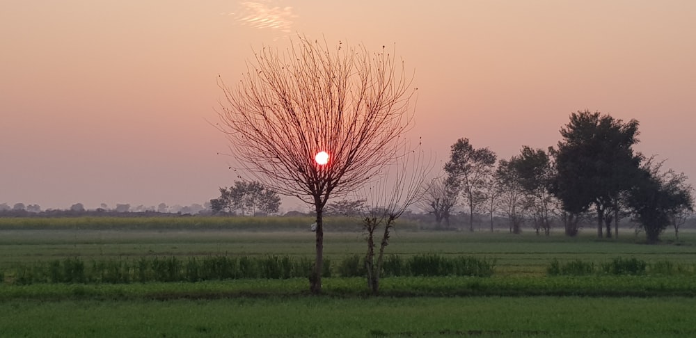 leafless tree on green grass field during sunset