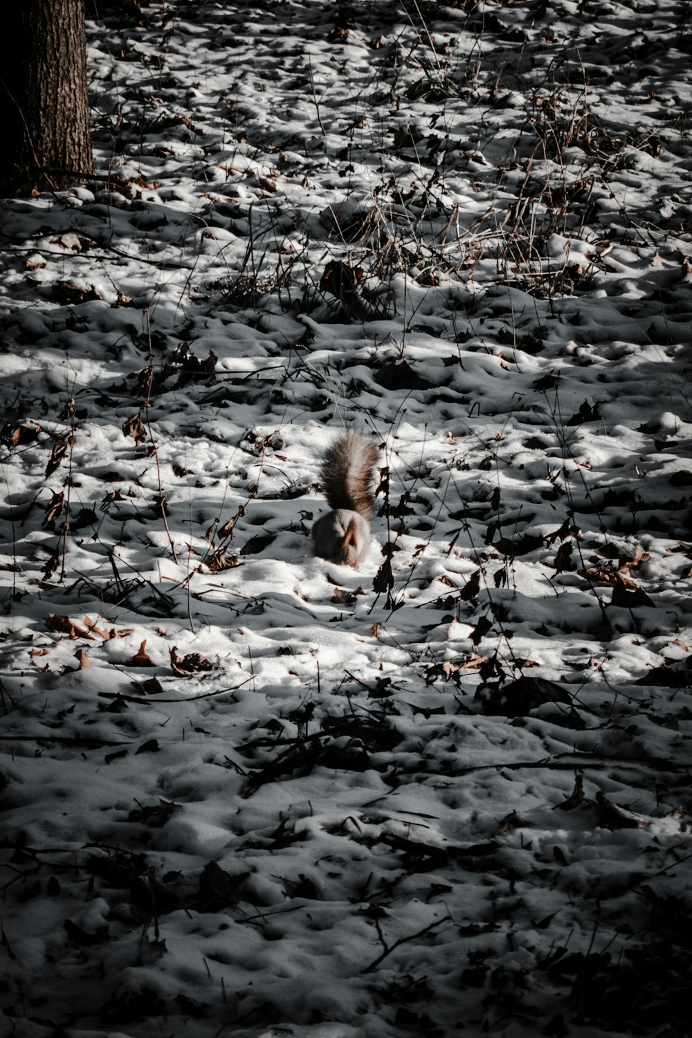 animal marrom e branco no solo coberto de neve durante o dia
