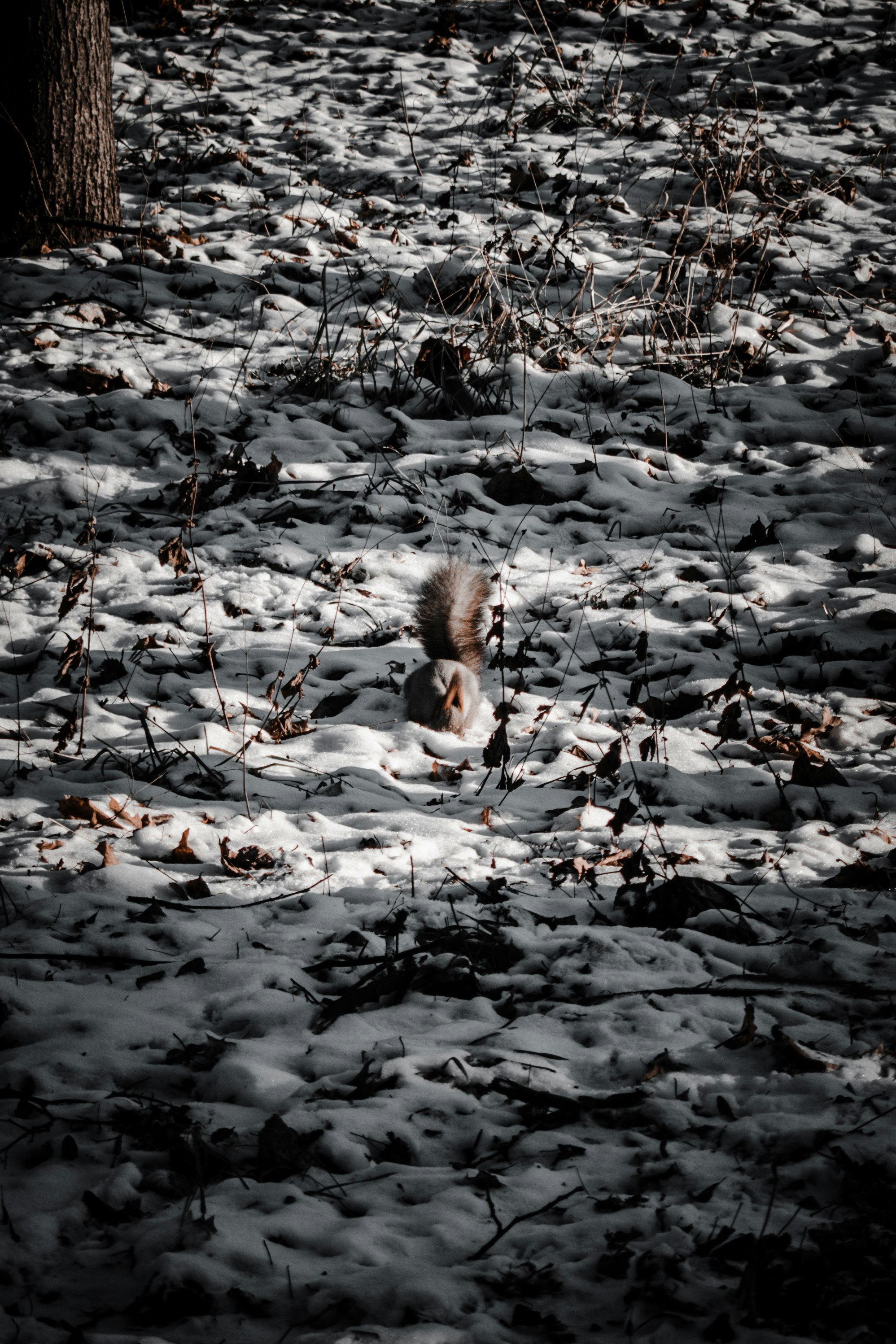 brown and white animal on snow covered ground during daytime