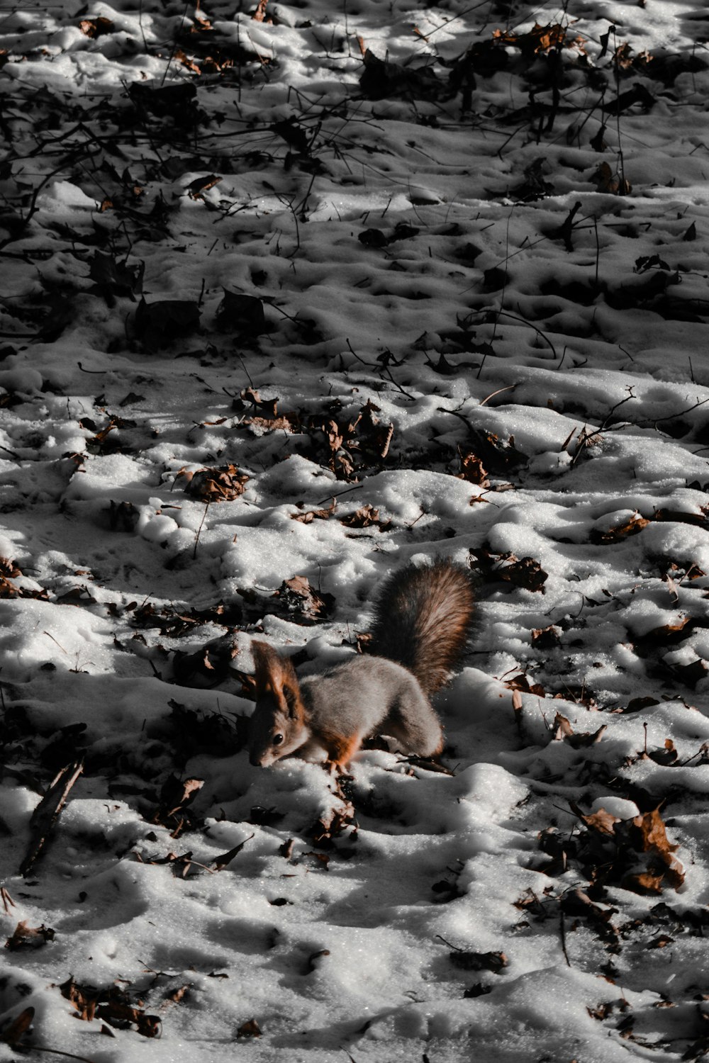 Ardilla marrón y blanca en suelo cubierto de nieve durante el día