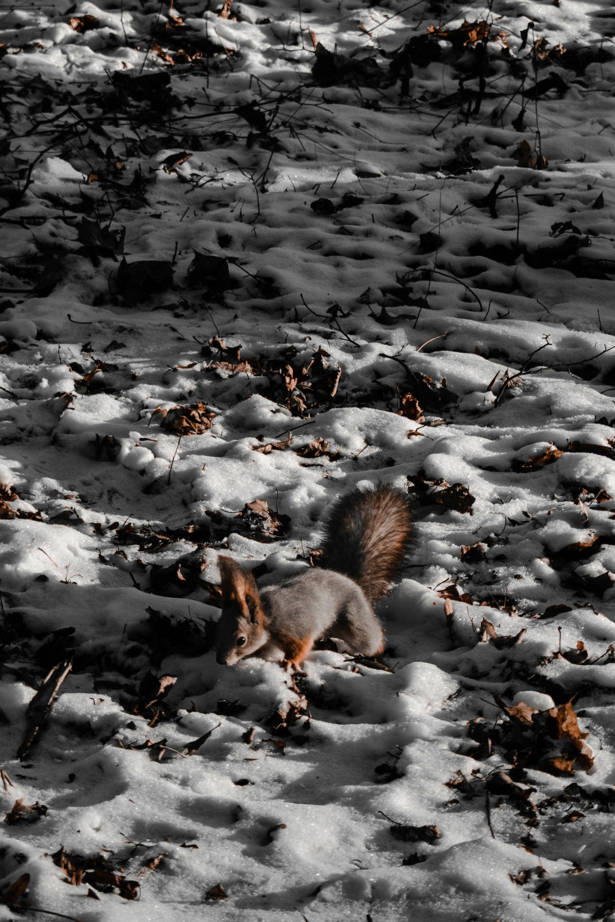 brown and white squirrel on snow covered ground during daytime