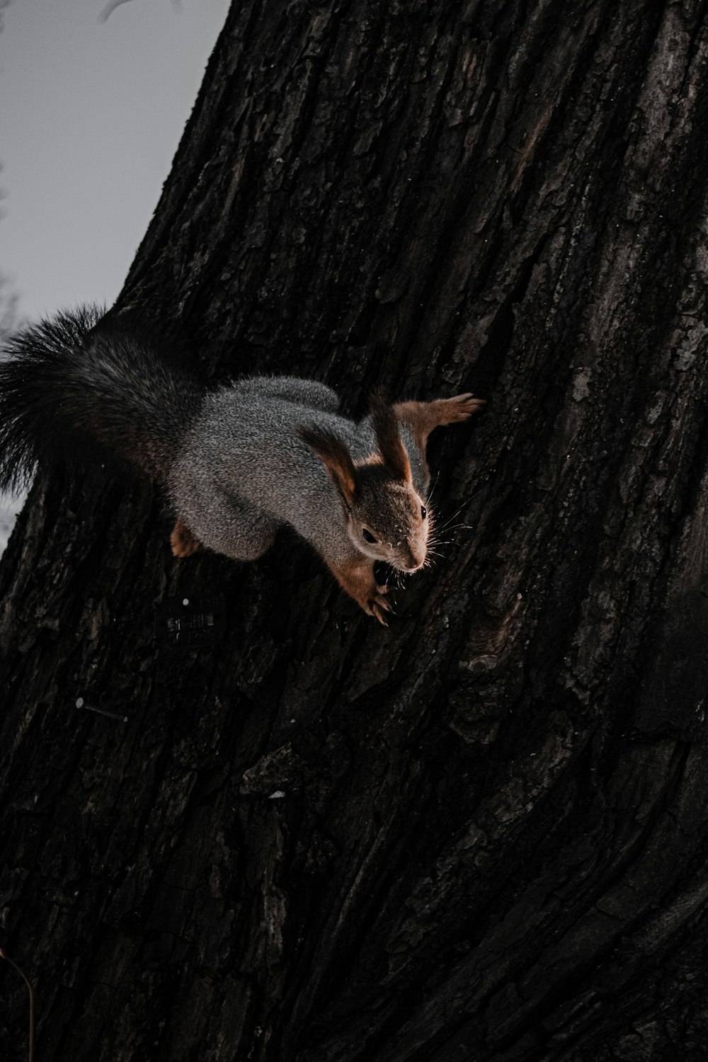 gray and brown squirrel on brown tree