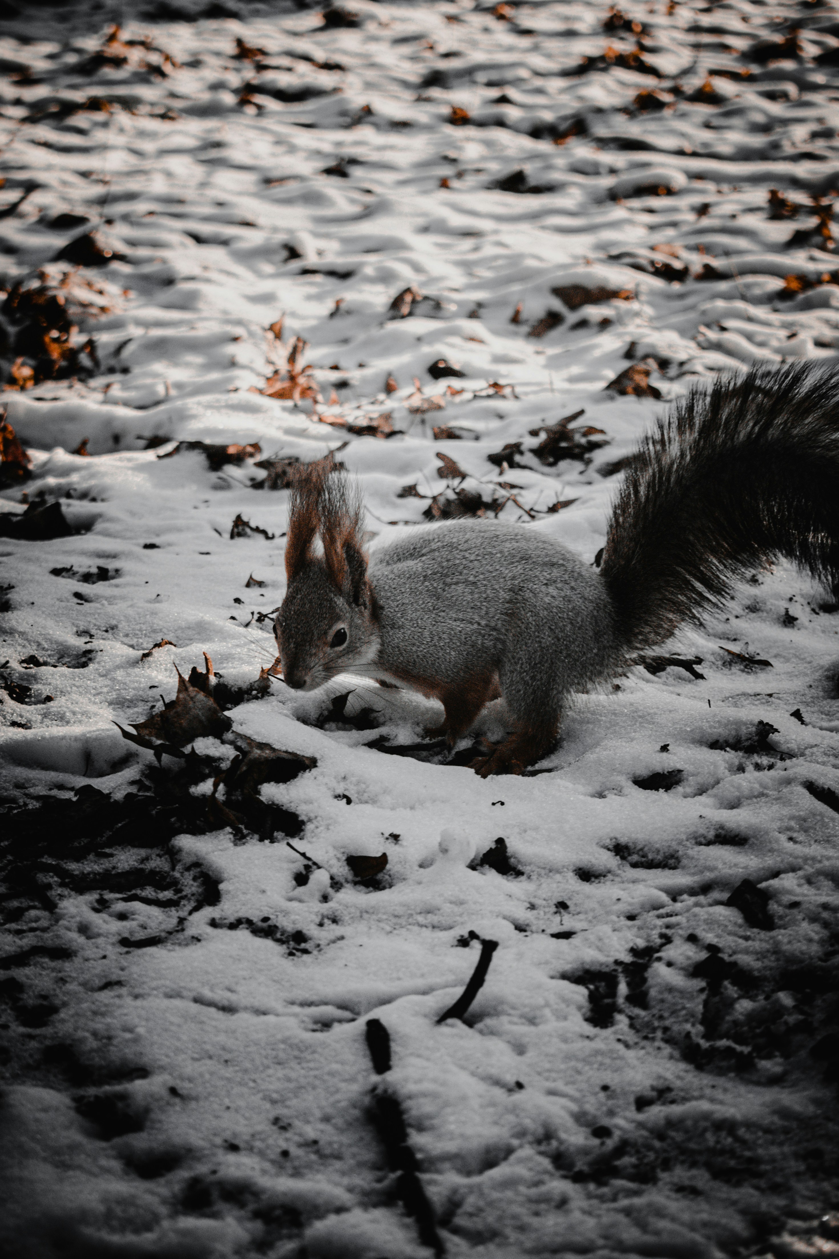 brown squirrel on snow covered ground during daytime