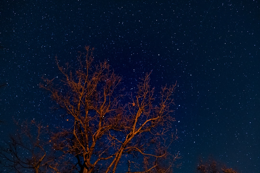 brown bare tree under blue sky during night time
