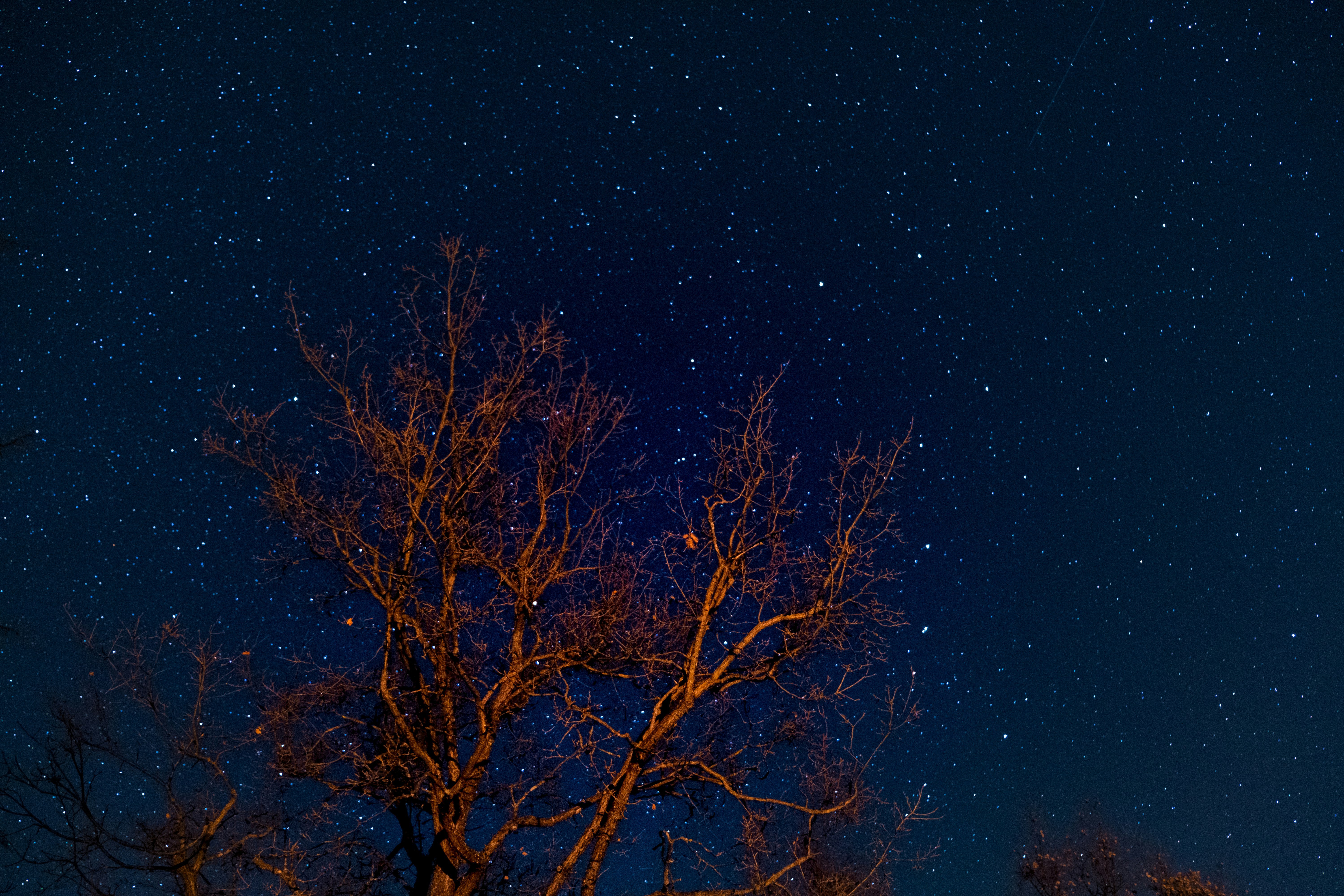 brown bare tree under blue sky during night time