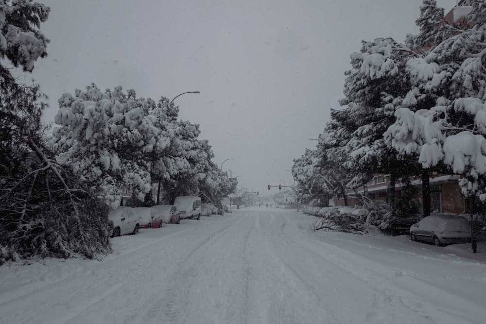 snow covered trees and road during daytime