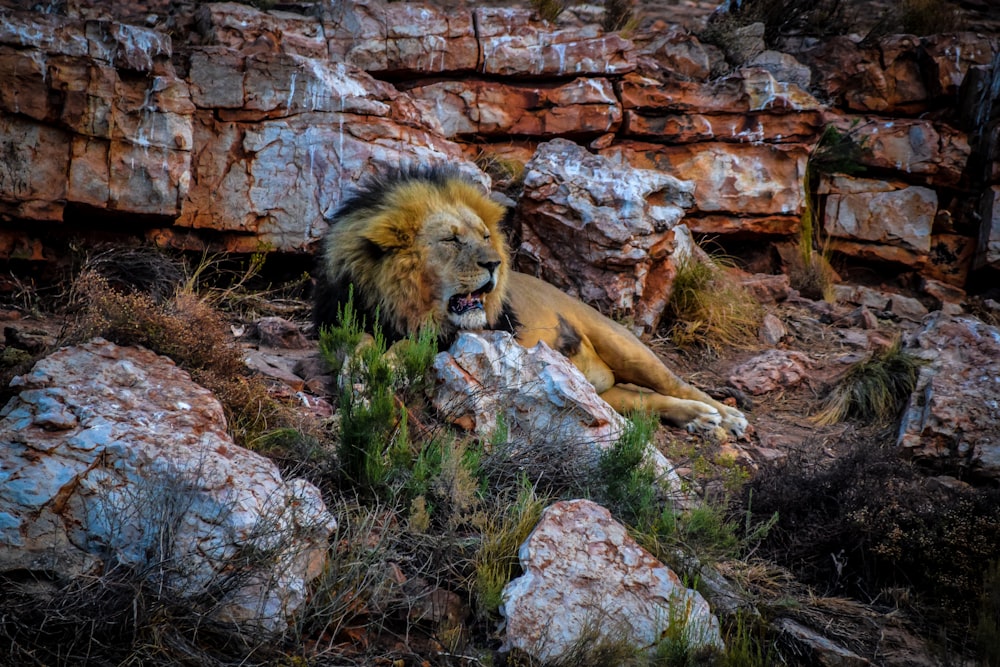 lion couché sur le rocher pendant la journée