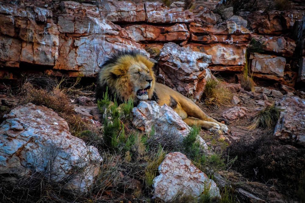 lion lying on rock during daytime