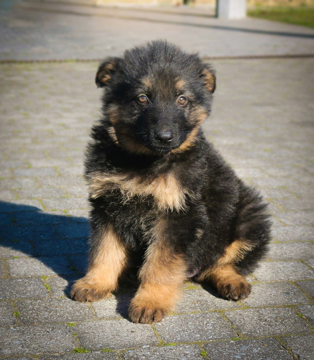 filhote de cachorro pastor alemão preto e bronzeado