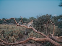 leopard on brown tree branch under blue sky during daytime