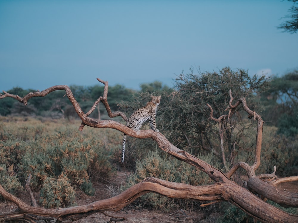 leopard on brown tree branch under blue sky during daytime