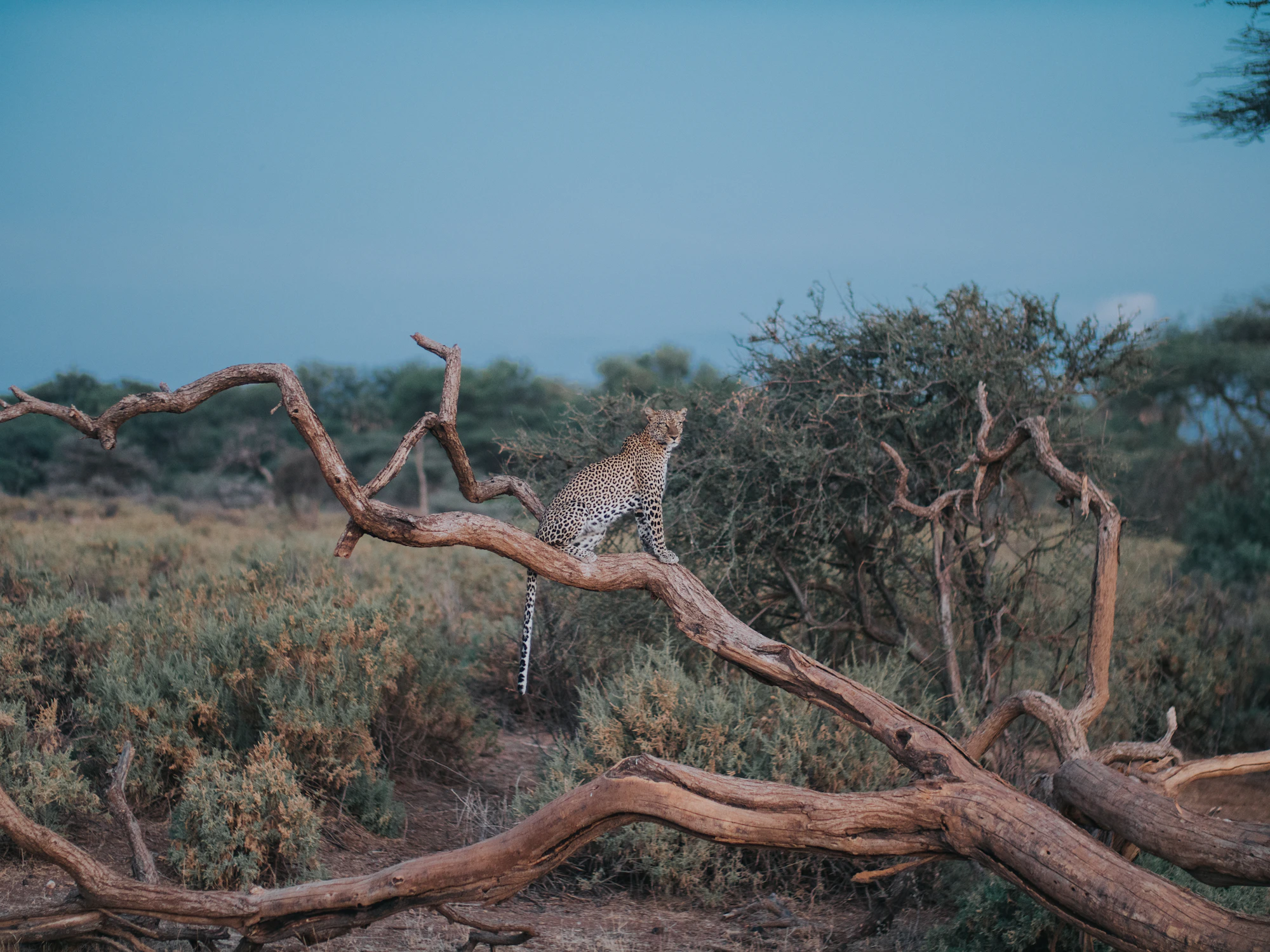 Leopard on a tree branch in Samburu