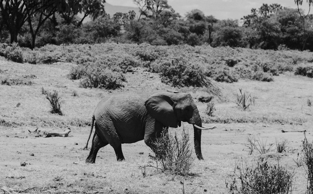 grayscale photo of elephant walking on grass field
