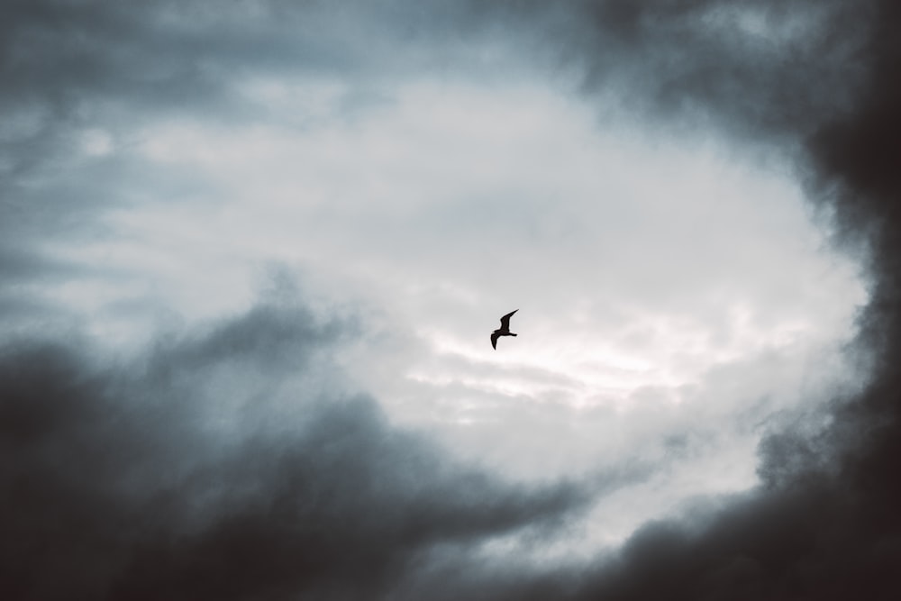 bird flying under white clouds during daytime