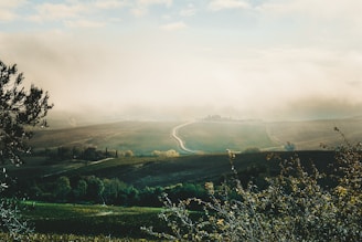 A serene morning mist hovering over the rolling hills of the vineyard landscape.