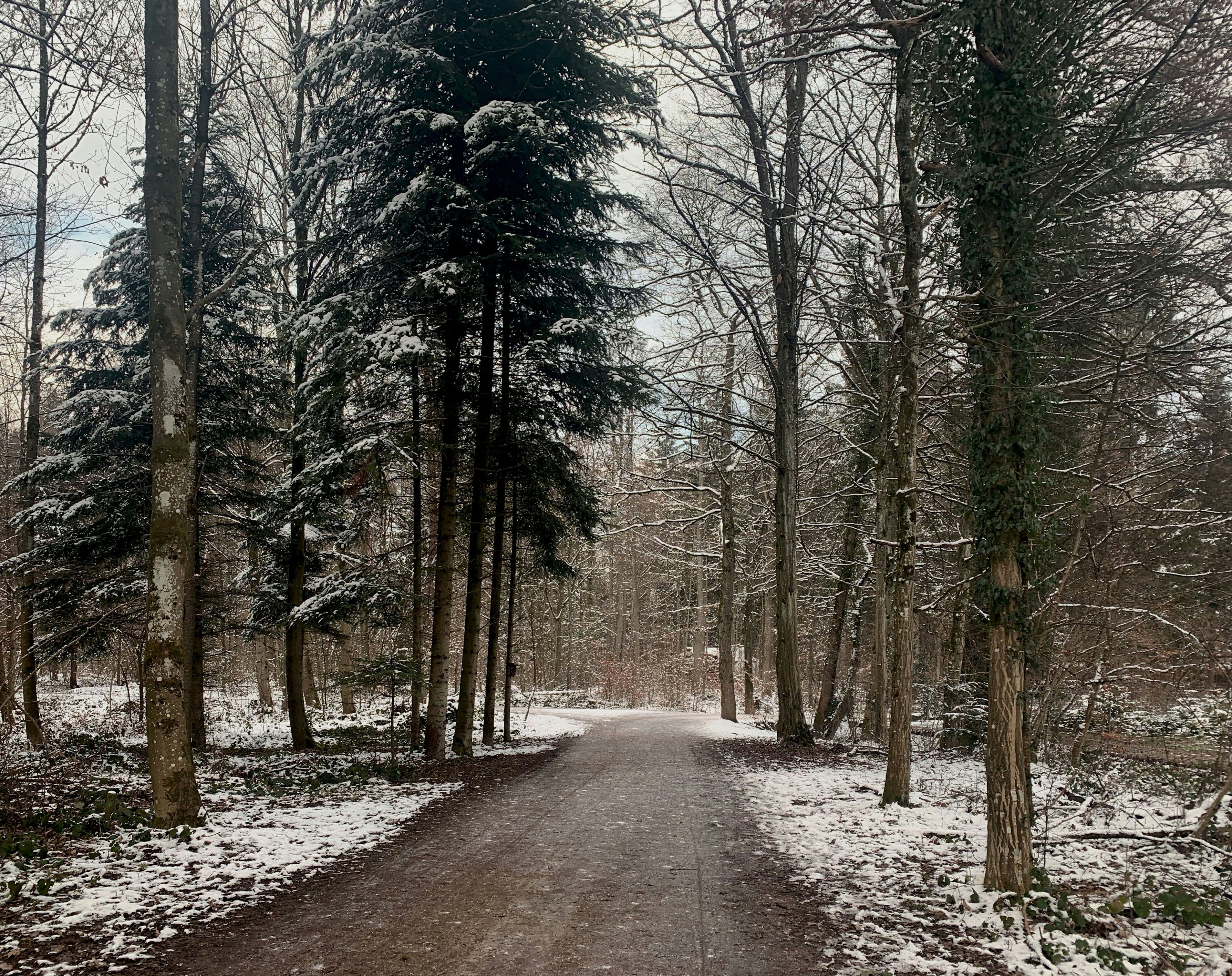gray road between trees during daytime