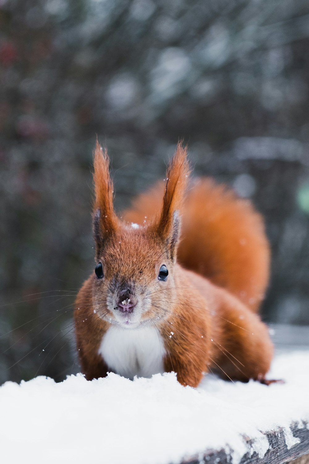 brown squirrel on snow covered ground