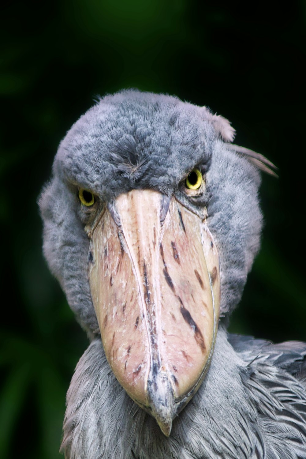 pássaro pelicano cinza e marrom