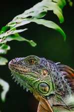 green and black iguana on brown tree branch