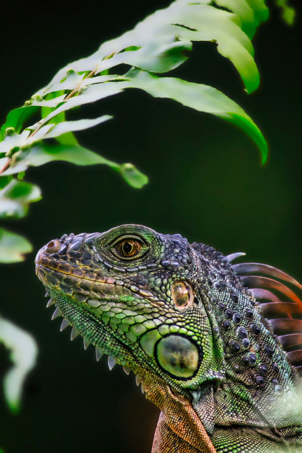 Iguane vert et noir sur branche d’arbre brun