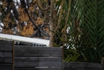 A wooden fence is pictured in the foreground, with lush green palm leaves and branches forming the backdrop. Some parts of the background show blurred areas of foliage with a hint of a structure's roof visible. The scene has a natural and overgrown look, possibly taken on an overcast day.