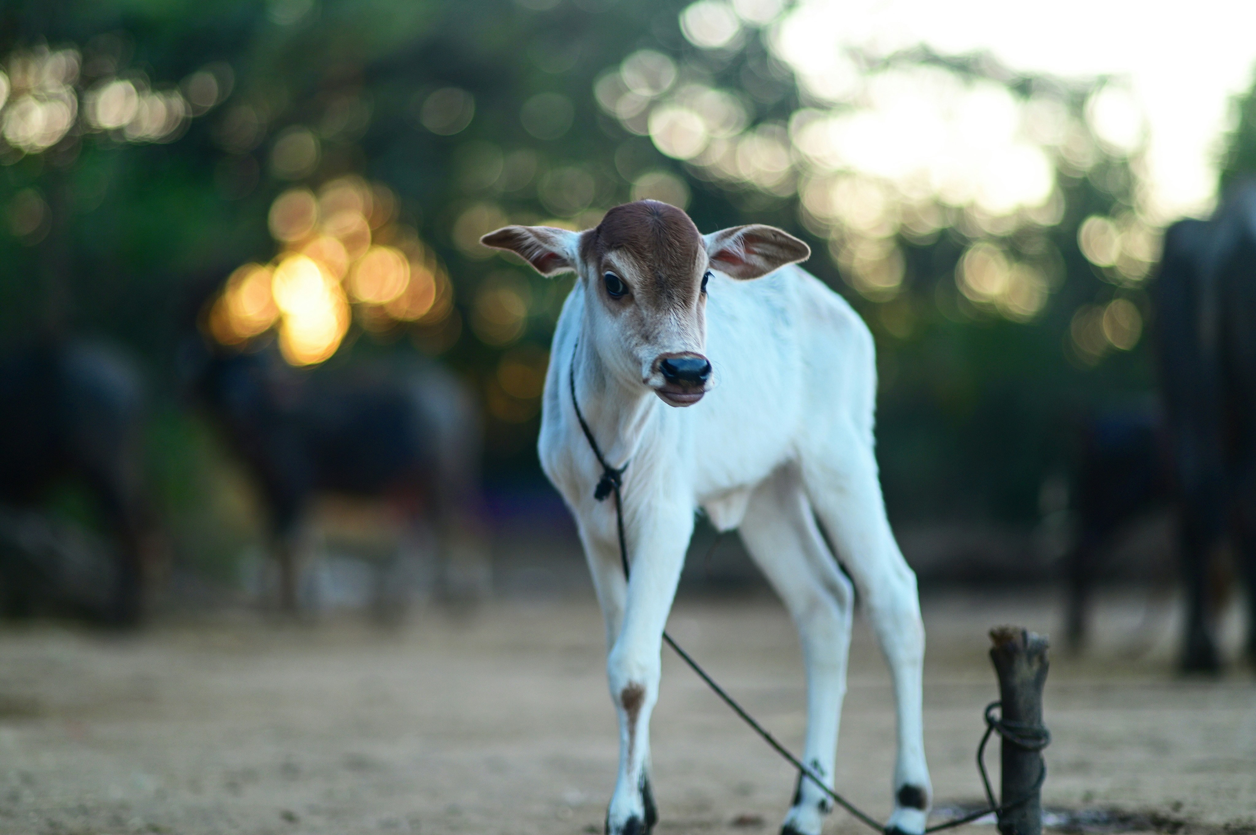 Photo by rrajputphotography