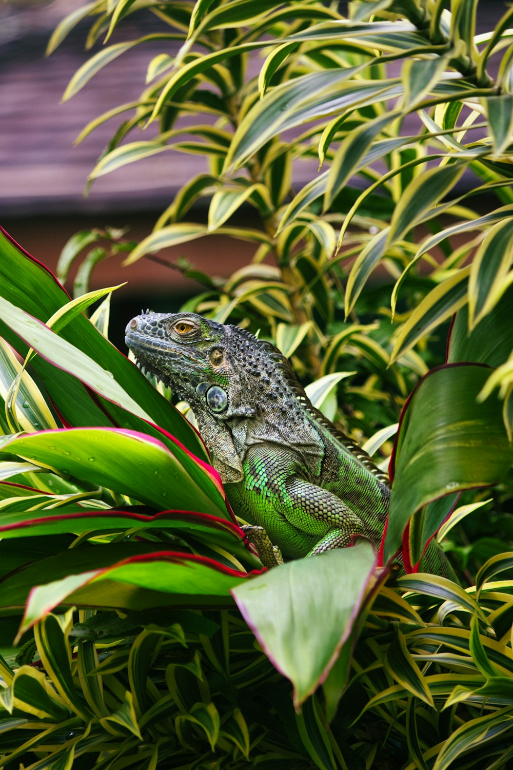 green and black lizard on green plant