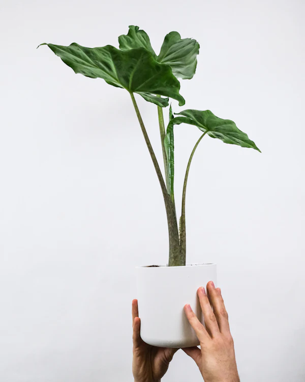 Hands holding an Alocasia plant
