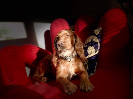 A brown dog is lounging on a red cushioned chair with sunlight filtering through blinds, casting shadows and stripes across its fur. The dog appears calm and relaxed, with a decorative cushion beside it.