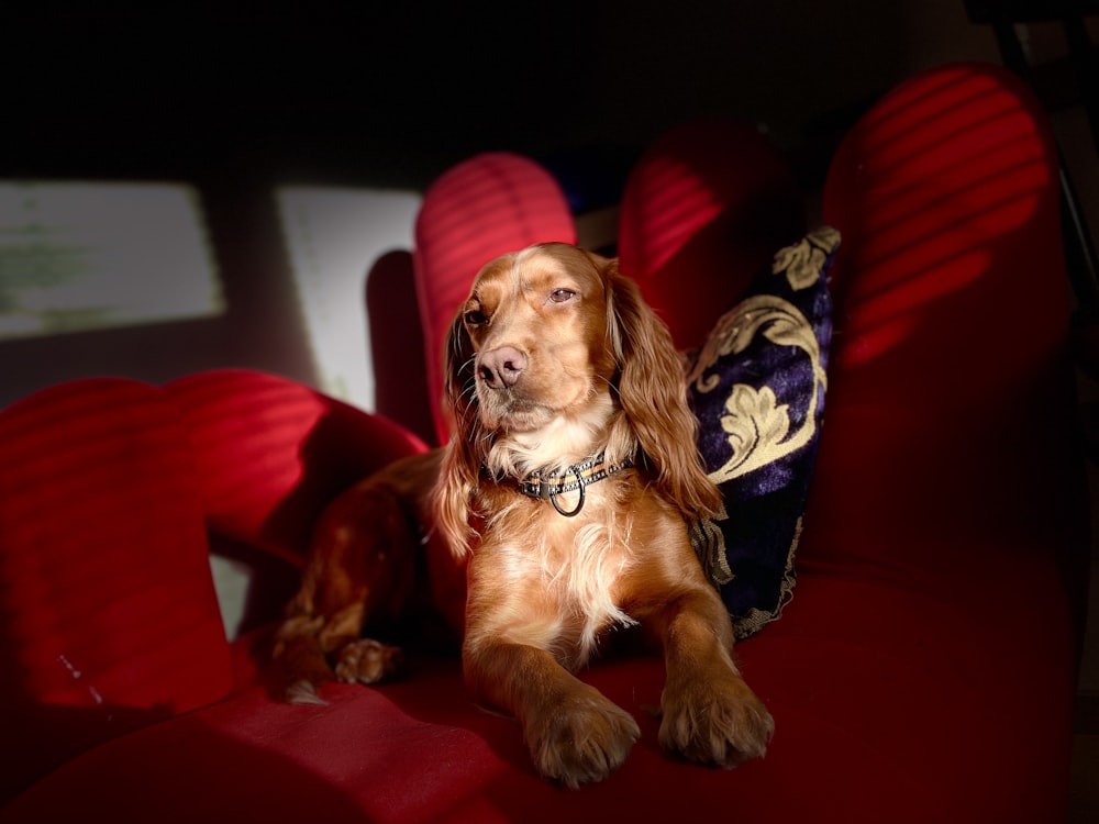 brown and white short coated small dog sitting on red sofa