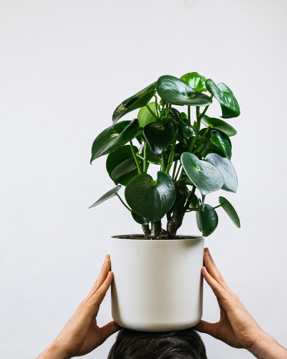 green plant on white ceramic pot