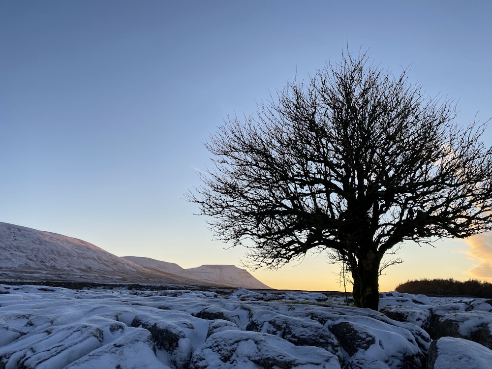 leafless tree on snow covered field during daytime