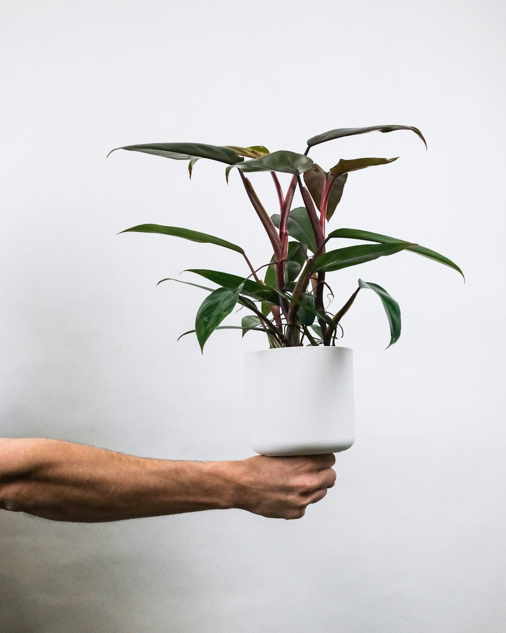 person holding white ceramic pot with green plant