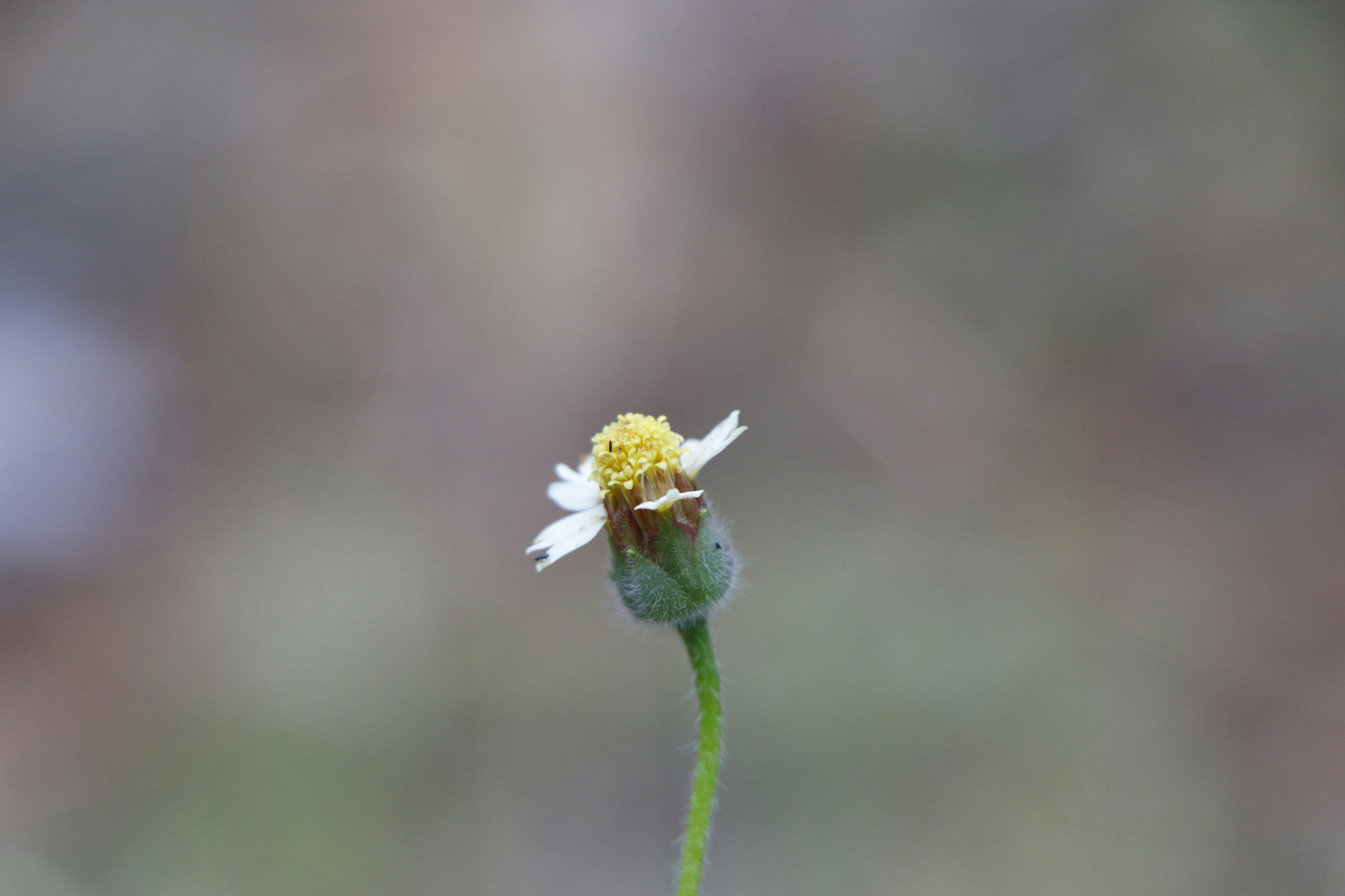 Photo by photonature