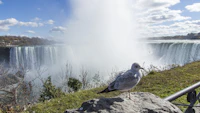 Best Pet-Friendly Cafes in Niagara Falls Where Your Dog Is as Welcome as You