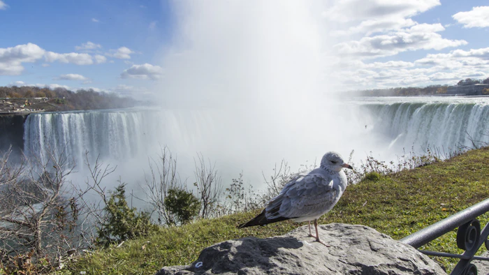 Best Pet-Friendly Cafes in Niagara Falls Where Your Dog Is as Welcome as You